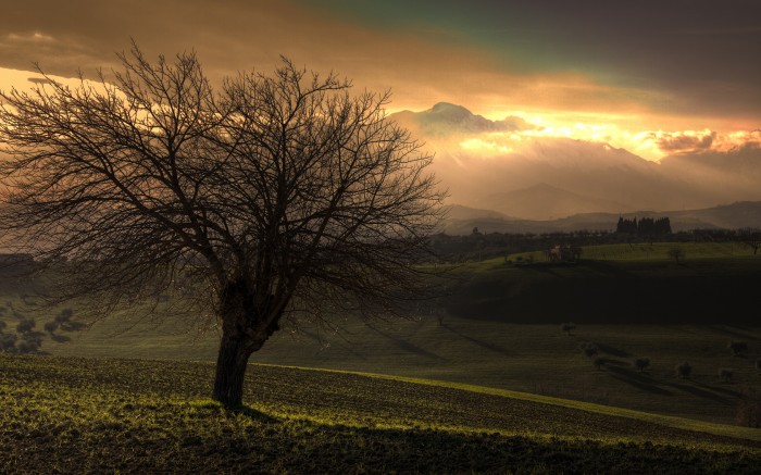 autumn tree.jpg (1 MB)